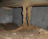 Photos of Mud Termites
