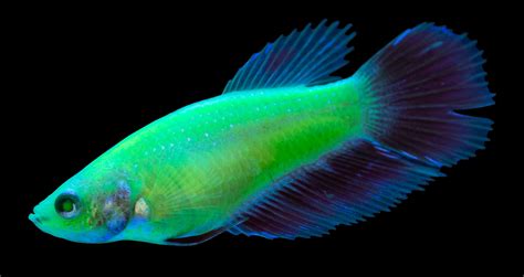 Glofish Introduces Bettas To Fluorescent Fish Offerings