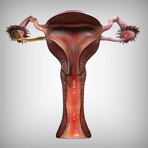 Female Reproductive System 3d Models In Anatomy 3dexport