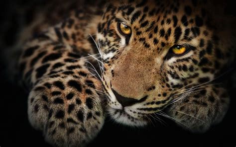Cool Jaguar Wallpapers Top Free Cool Jaguar Backgrounds Wallpaperaccess