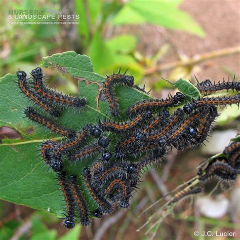 Spotted apatelodes caterpillar yellow var apatelodes. Nymphalis antiopa | Guide to Nursery and Landscape ...