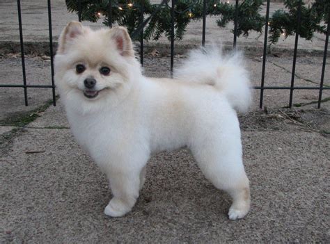 Top 10 Pomeranian Haircut Ideas For 2018 With Images Pomeranian