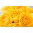 Yellow Photo  Wallpaper High Definition Quality Widescreen