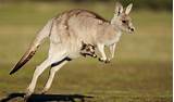 Can Kangaroos Swim Images
