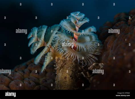 Christmas Tree Worm Spirobranchus Giganteus Bari Reef Dive Site
