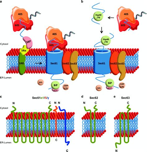 Protein Transport Across The Endoplasmic Reticulum Membrane Mechanism
