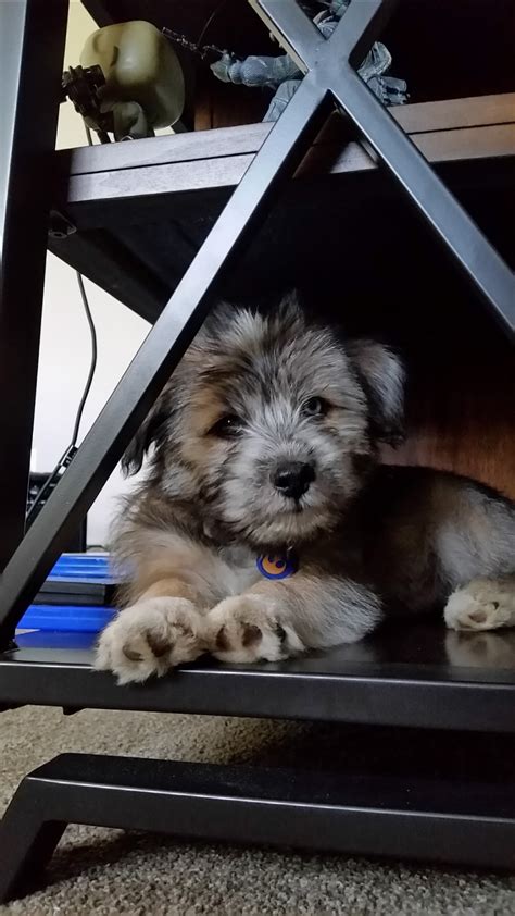 This Is My Husky Shih Tzu Mix Rrarepuppers
