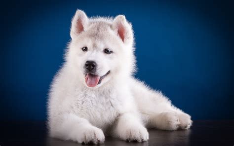 Fondos De Pantalla 3840x2400 Perro Husky Siberiano Cachorro Blanco