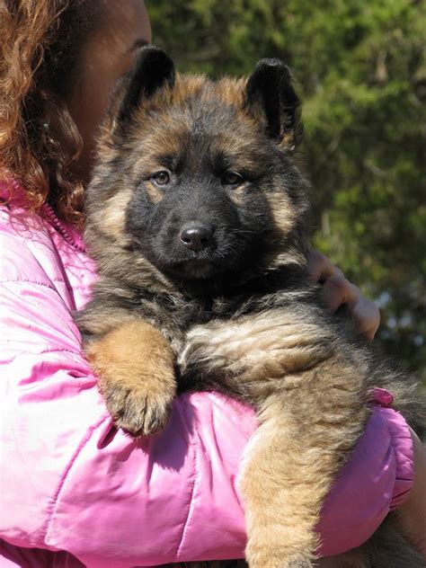 35 Top Photos Long Haired German Shepherd Puppies Maine Long Haired