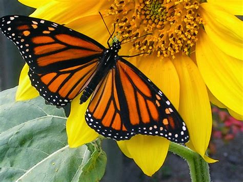 Ichabod The Glory Has Departed Monarch Butterfly On The Sunflowers