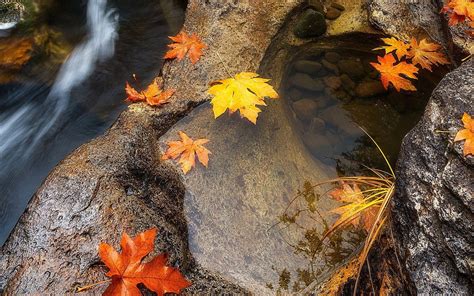 Golden Leaves In The River Wallpaper Photography Wallpapers 53686