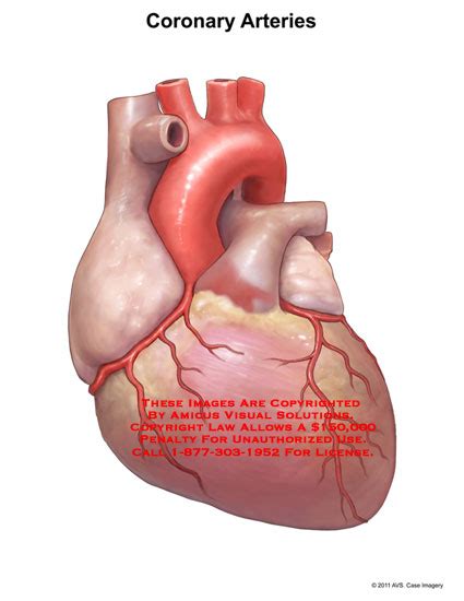 Coronary arteries supply oxygenated blood to the heart muscle, and cardiac veins drain away the blood once it has been deoxygenated. (11069_01X) Coronary Arteries - Anatomy Exhibits