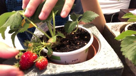 First Homegrown Strawberry Taste Test Youtube