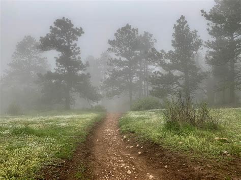 Foggy Forest On A Rainy Day Enchanted Forest Trail Golden Colorado
