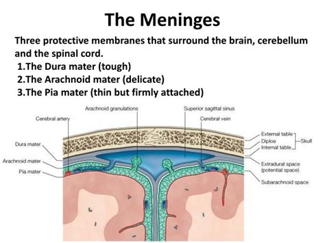 Ppt The Meninges Powerpoint Presentation Id4876527