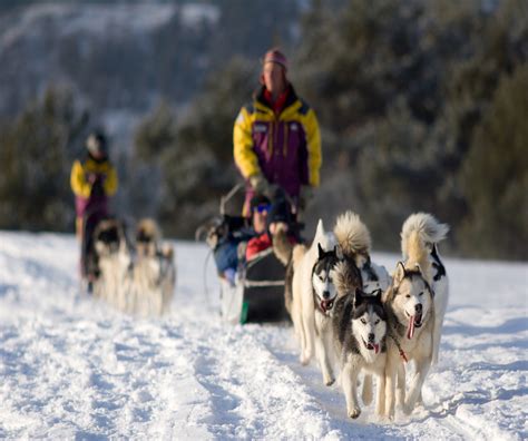 A Guide To Mushing In Alaska Insight Vacations