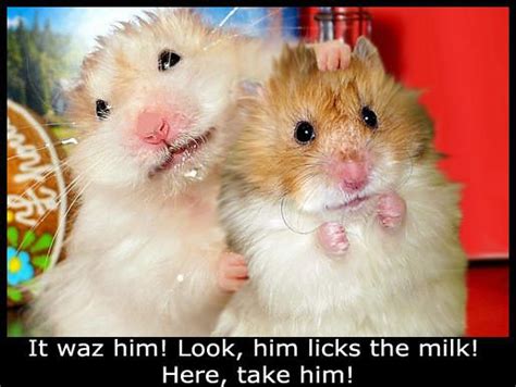 53 Very Funny Hamster Meme S Images And Pictures Picsmine