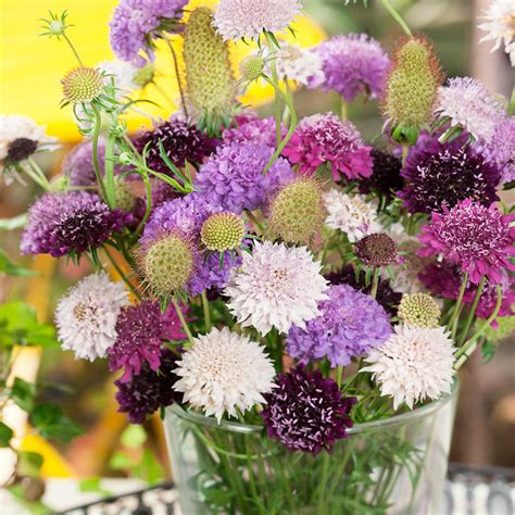 Scabiosa Atropurpurea Dwarf Double Pin Cushion Drought Tolerant Flower