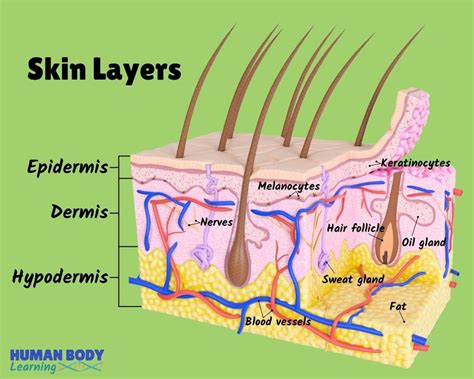 Skin Layers Anatomy Diagram For Kids