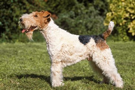 10 Wire Haired Dogs Youll Want To See Readers Digest