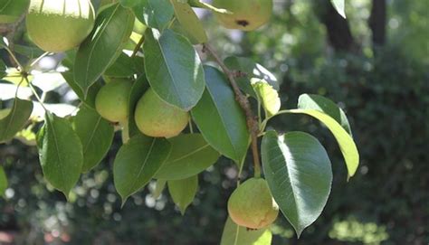 5 Fruit Trees To Start Your Hill Country Backyard Orchard Texas Hill Country