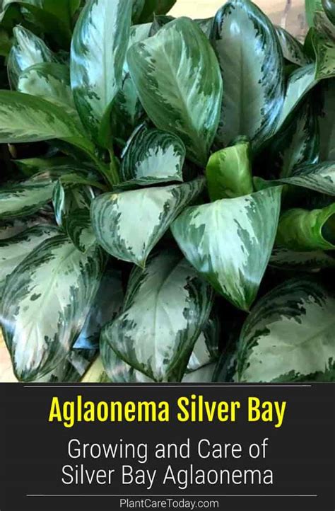 Aglaonema Silver Bay Care Growing Silver Bay Chinese Evergreen