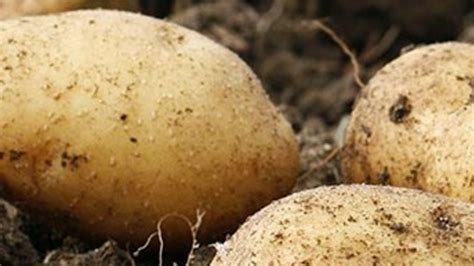 Usda Approves Three New Varieties Of Gmo Potatoes Food Logistics
