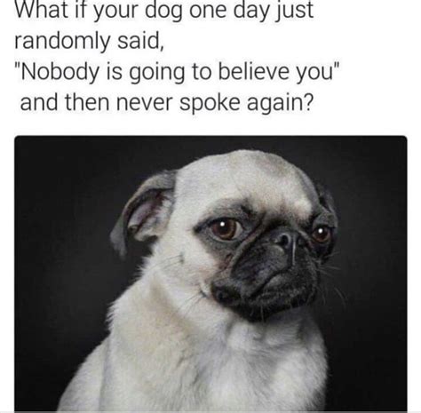 Newsfeed Minds Dog Memes Dogs Funny