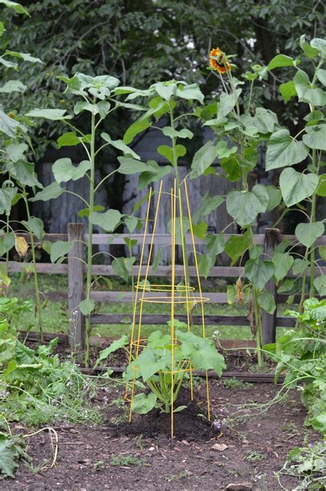 This is a very practical tomato cage for someone growing their tomatoes in a pot. Vegetable garden | Pumpkin Trellis | | Squash trellis ...
