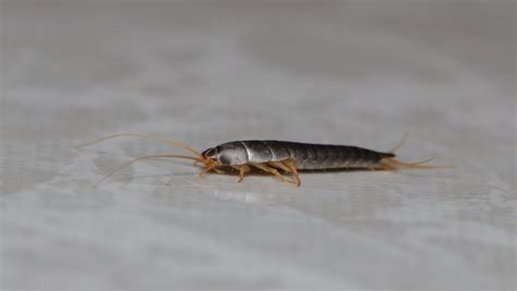 Identifying Bugs That Look Like Silverfish Insect Cop