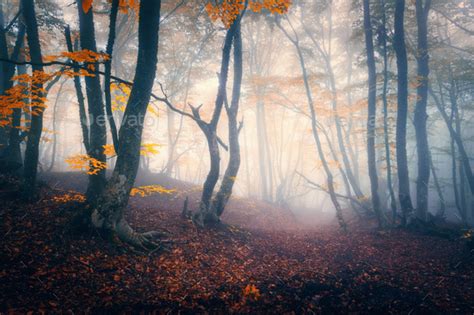 Autumn Forest In Blue Fog Mystical Autumn Trees With Trail In M Stock