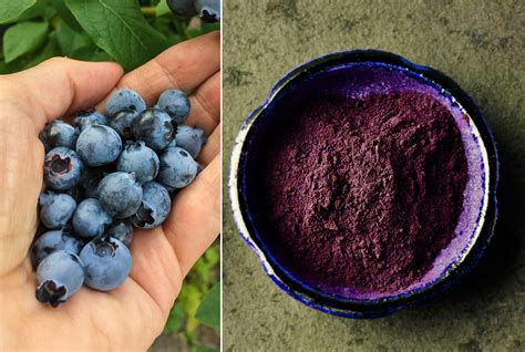 Everything You Need to Know About Blueberry Powder Today (And How it ...