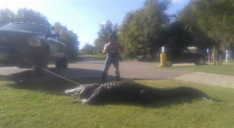 Record Breaking 900 Pound Texas Gator Still Shy Of Alabamas World