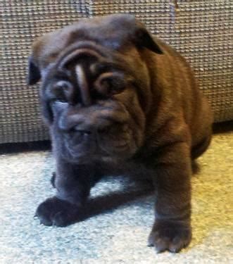It has a lot of stamina and makes a good watchdog. Beautiful Bull-Pei puppies for Sale in Hollister, Wisconsin Classified | AmericanListed.com