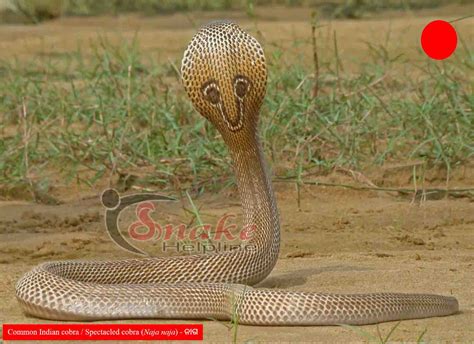 Indian Cobra