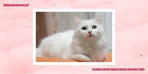 Harga Kucing Anggora Turki Kisaran Harga Perawatan Dan Tips Memilih