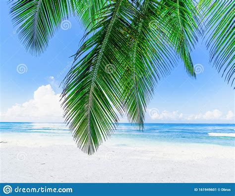 Beautiful Caribbean Landscape With Palm Tree On The Beach Stock Image Image Of Outdoor