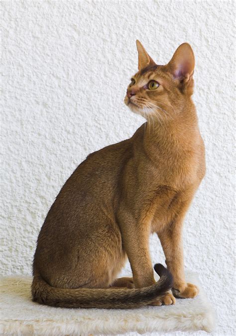 Abyssinian Cat Wikipedia