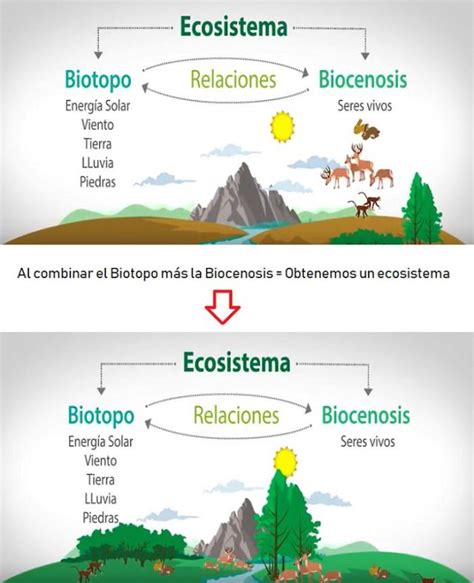 Qué Es Un Ecosistema 101 Ejemplos Y Tipos Ovacen