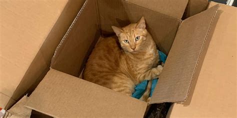 Why Do Cats Like Boxes So Much Top 8 Reasons