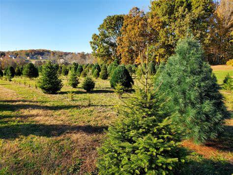Mark 4 Christmas Tree Farm Cumberland River Basin