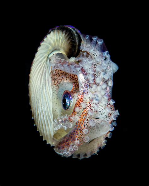 Female Paper Nautilus Argonauta Spp Photograph By Bruce Shafer Pixels