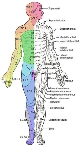 Lower Extremity Dermatomes And Myotomes