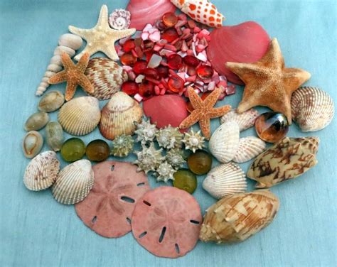 Decorator Sea Shell Packagecoral Colored Shells With Etsy