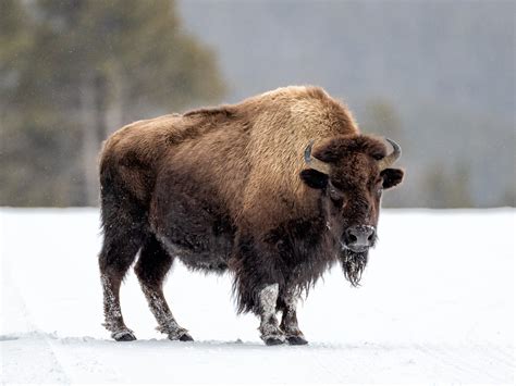 American Bison T Kahler Photography