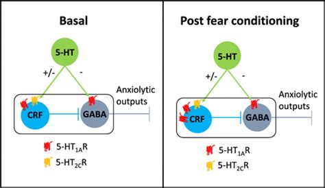Sex Dependent Modulation Of Anxiety And Fear By 5 Ht1a Receptors In The