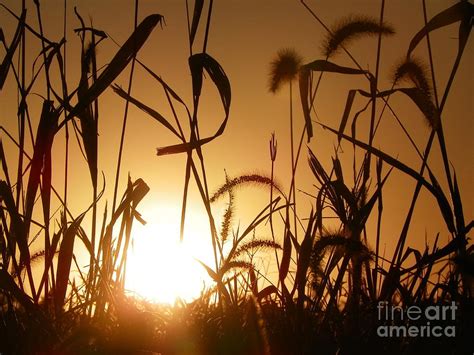 Harvest Sunset Photograph By Laura Newman Fine Art America