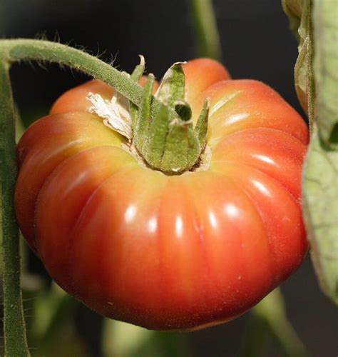Stupice Organic Tomato Seeds West Coast Seeds