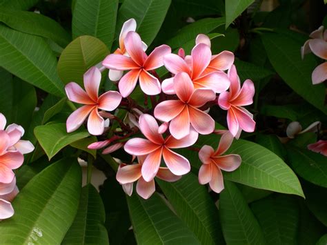Tropical Flower Symbolism Spiritual Meanings Of Hawaiian Flowers