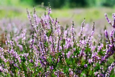 Blooming Heather Flowers On The Green Stock Image Colourbox